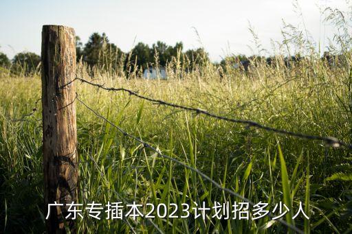  廣東專插本2023計劃招多少人