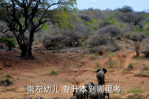 崇左幼兒 專升本到哪里考