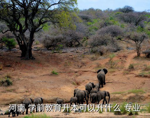 河南 學(xué)前教育升本可以升什么 專業(yè)